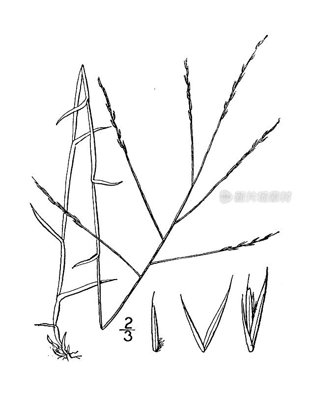古植物学植物插图:短叶Gymnopogon brevifolius，短叶Gymnopogon